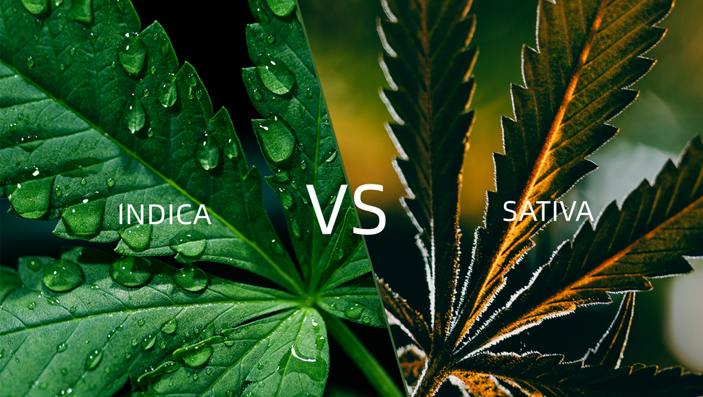 What’s the difference between Sativa and Indica?